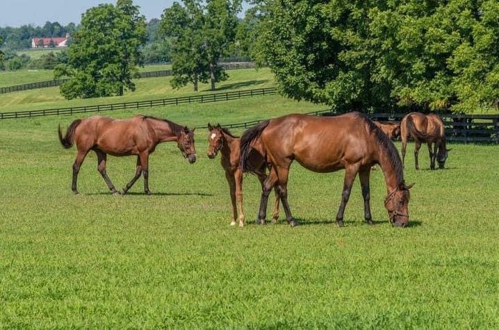 Equine Management